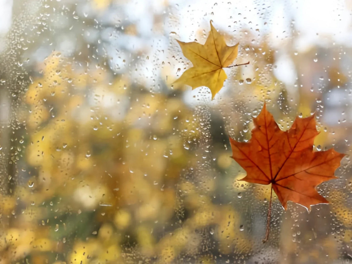 From Autumn Blues to Inner Strength: Maria’s YESOUL Home Fitness Journey